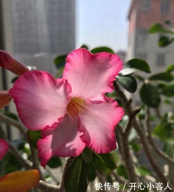 沙漠玫瑰最怕水,水一多就腐烂,颗粒土种植,平常多晒太阳