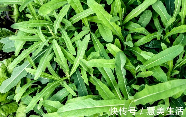 小根|65种野菜图片，带你认识不同的野菜和吃法，你想要的野菜这里都有