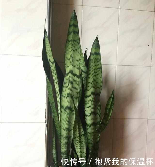 客厅里的发财树养死了、金钱树也挂了，你养这个吧！好看养不死！