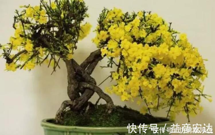 大花蕙兰|4种花好养又漂亮,花朵大花期长,漂亮又好养,越养越“值钱”