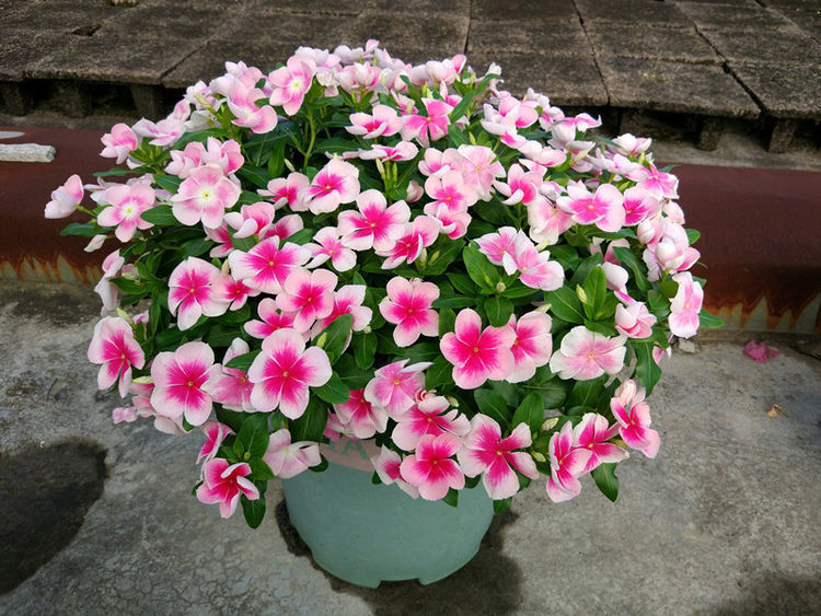 卫生间有异味?就养4种花,美化环境、清新空气