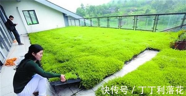 佛甲草|佛甲草能长多长!