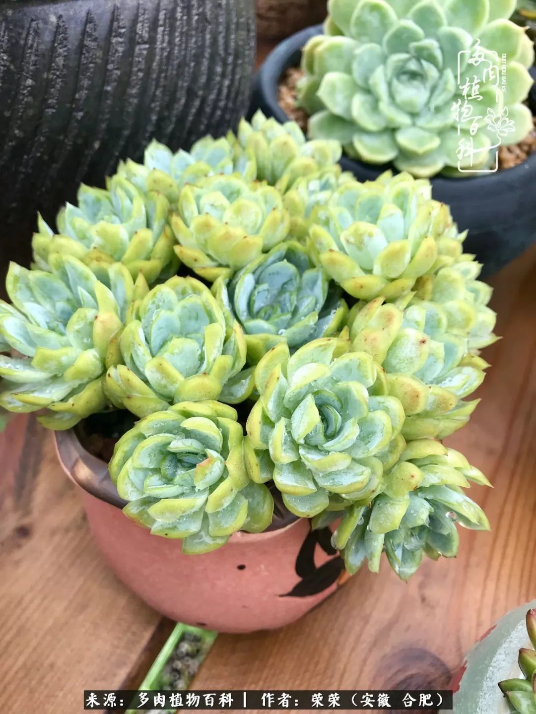 金秋时节,变化带来的惊喜不正是养肉的乐趣所在么!