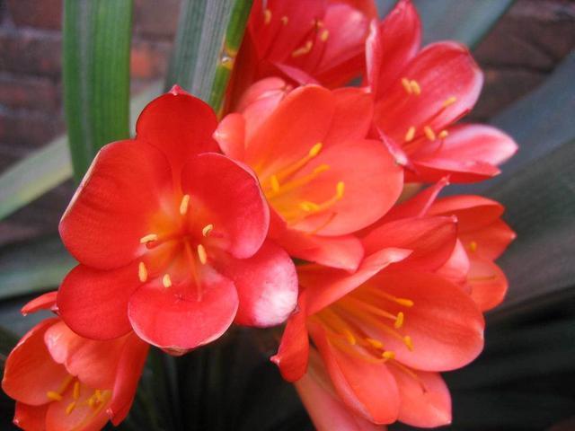 君子兰开花不易，“花箭”还卡住了，其实用2招就能解决