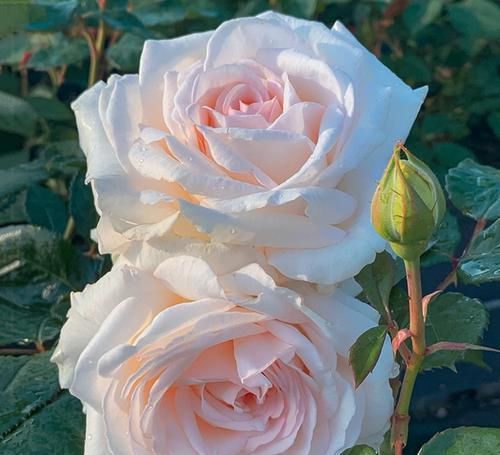  美若天仙|3种花美若天仙，好养易管理，花量繁多，全年开不停，室内也能养