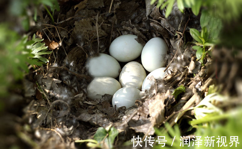 鸭蛋|鸡蛋、鸭蛋、鹅蛋哪个营养高许多人都搞错了,让营养师来告诉你