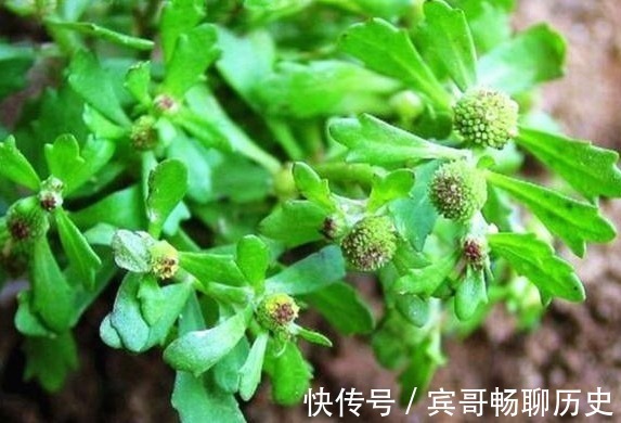 慢性单纯性鼻炎|鼻炎的“天敌”找到了,每天抹一点,鼻炎不再扰,早用早受益