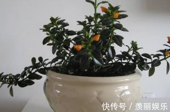 花朵|长在枝丫的“金鱼”,你有见过吗还比真金鱼好养,快去养一盆