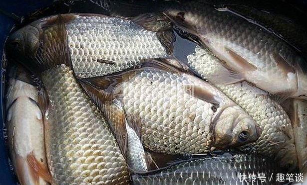 野钓经验谈之四 鲫鱼最爱吃的饵料 别担心你我都有