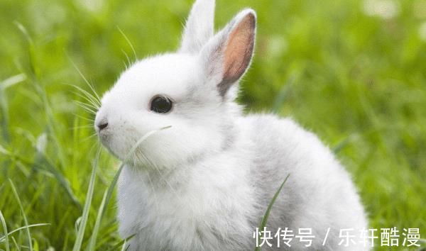 生肖兔|10兔9不全2021年属兔人的真命贵人是谁助你鲤跃龙门！
