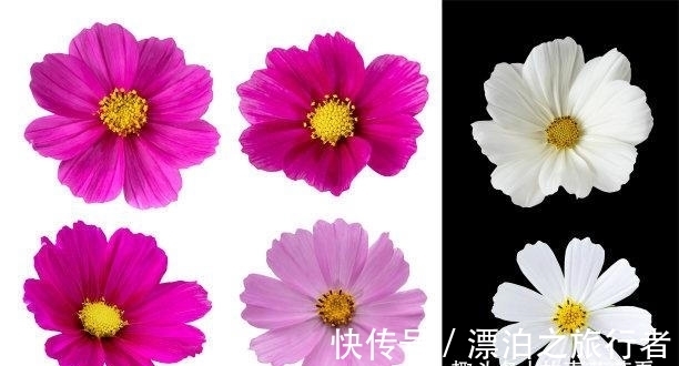 运势|近几天,手摘桃花,下财雨,主动求和,肖龙抢夺先机,永不分离