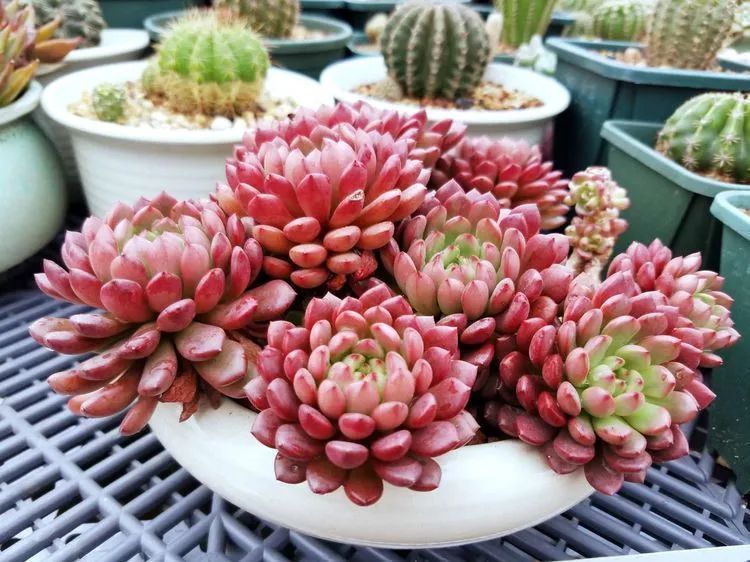 养肉三年,分享养肉经验,谈谈适合逆开挂区的多肉!