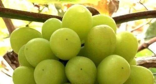 土豆|这个东西要连皮吃,大病小病都不怕,最便宜的才几元一斤