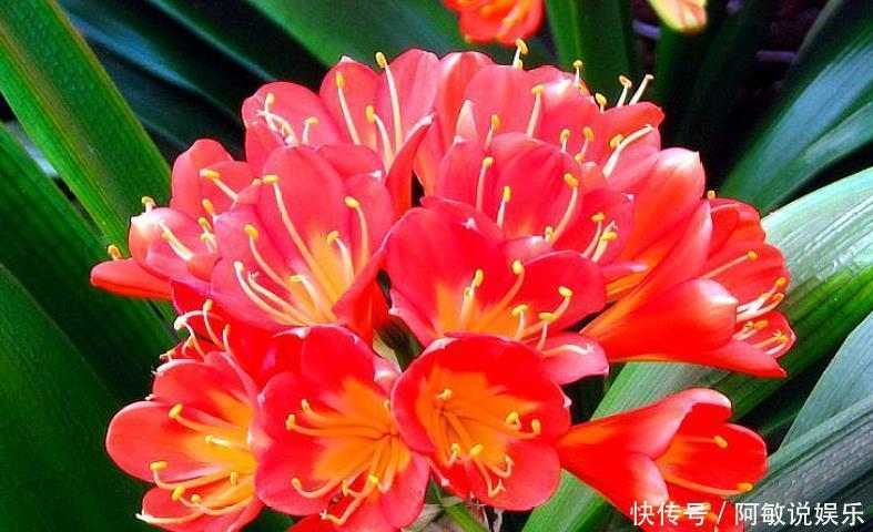 花剑|你养的君子兰开花了吗?多做4个“小动作”,想要开花很简单