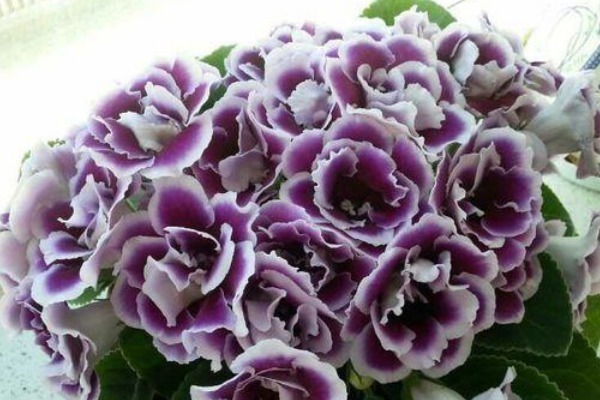 此花花朵姹紫嫣红,美的仿佛从画中而来,令人过目难忘