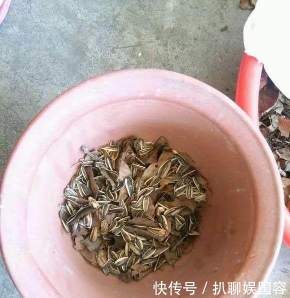 生长|君子兰盆里丢点这个,叶子油绿发亮,一年花开2次!