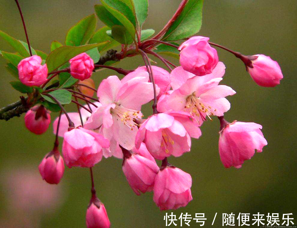 农村一种植物，盆栽做成盆景很漂亮，果实可以食用，农民也爱吃