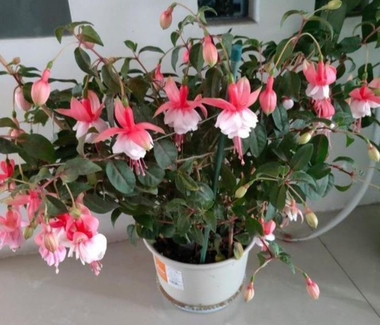 最适合春天养护的几种花,养上一盆四季欣赏,花香四溢,满室生香