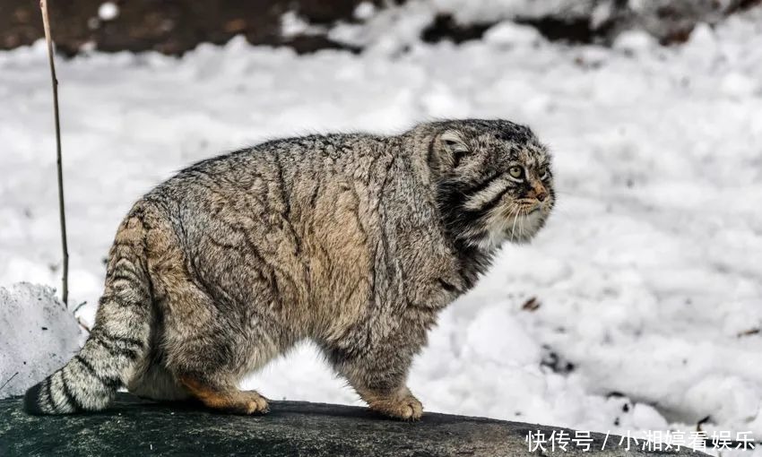 邂逅雪豹求偶季节,追寻青藏高原冰雪中的精灵