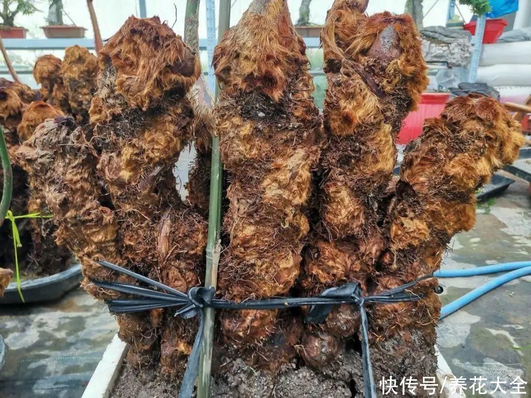 野花|稀奇的野花不要碰，保护都来不及，采了要出大问题