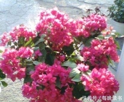 植物|有4种花,最爱抽油烟机的“废油”,挖个洞、倒一点,轻松爆盆!