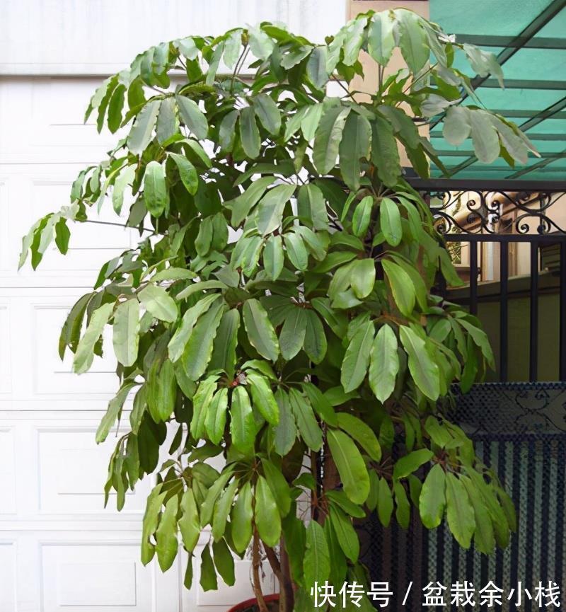 今年流行的7种“观赏花”,家里养一盆,大气又吉利