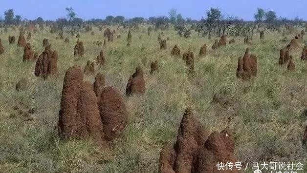 白蚁巢穴发出道道绿光 吸引飞蚁靠近 却是白蚁天敌甲虫设置陷阱 快资讯 白蚁巢穴发出道道绿光 吸引飞蚁靠近 却是白蚁天敌甲虫设置陷阱 快资讯