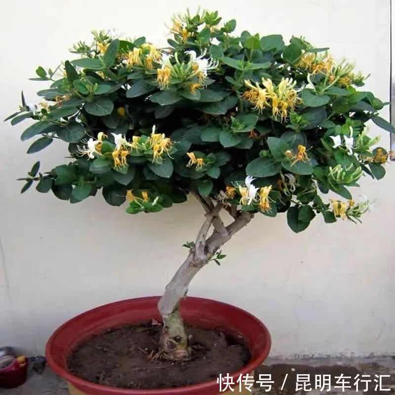 茉莉花|老中医最喜欢的五种花,家里养一盆,越养身体越健康,你家养了吗