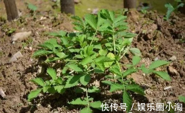 止血|中药:仙鹤草的功效与作用!