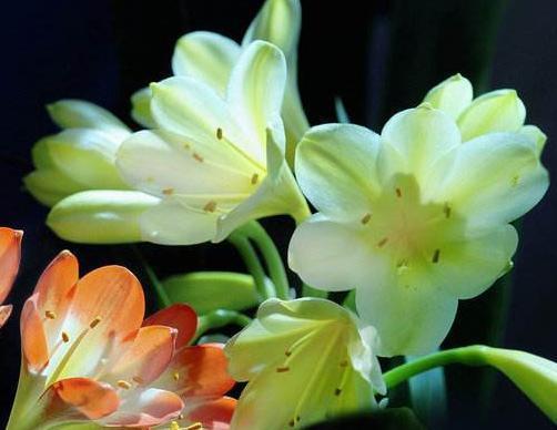 做好这4步,君子兰就能养好,叶子翠绿,过年花箭窜出来