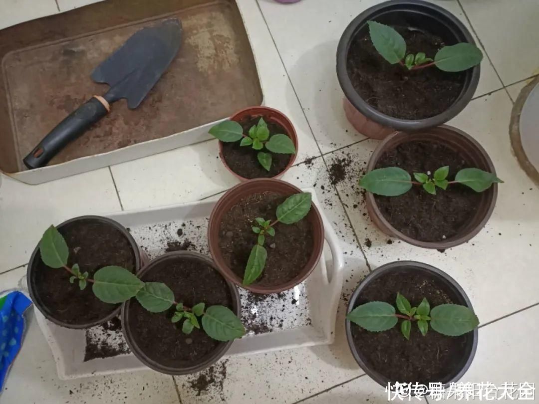 天竺葵|7种花养老桩不好，多扦插、养嫩苗，才能年年开花