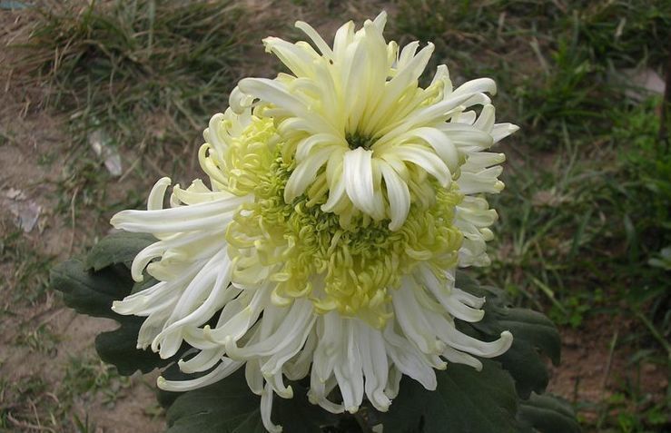 喜欢菊花,不如养盆优良名菊“七彩菊”似七彩祥云,飘舞绚丽