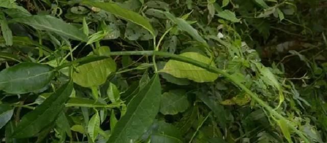 中国特有植物富宁藤|消失20年！贵州再次发现中国特有植物富宁藤，重现意味着什么？