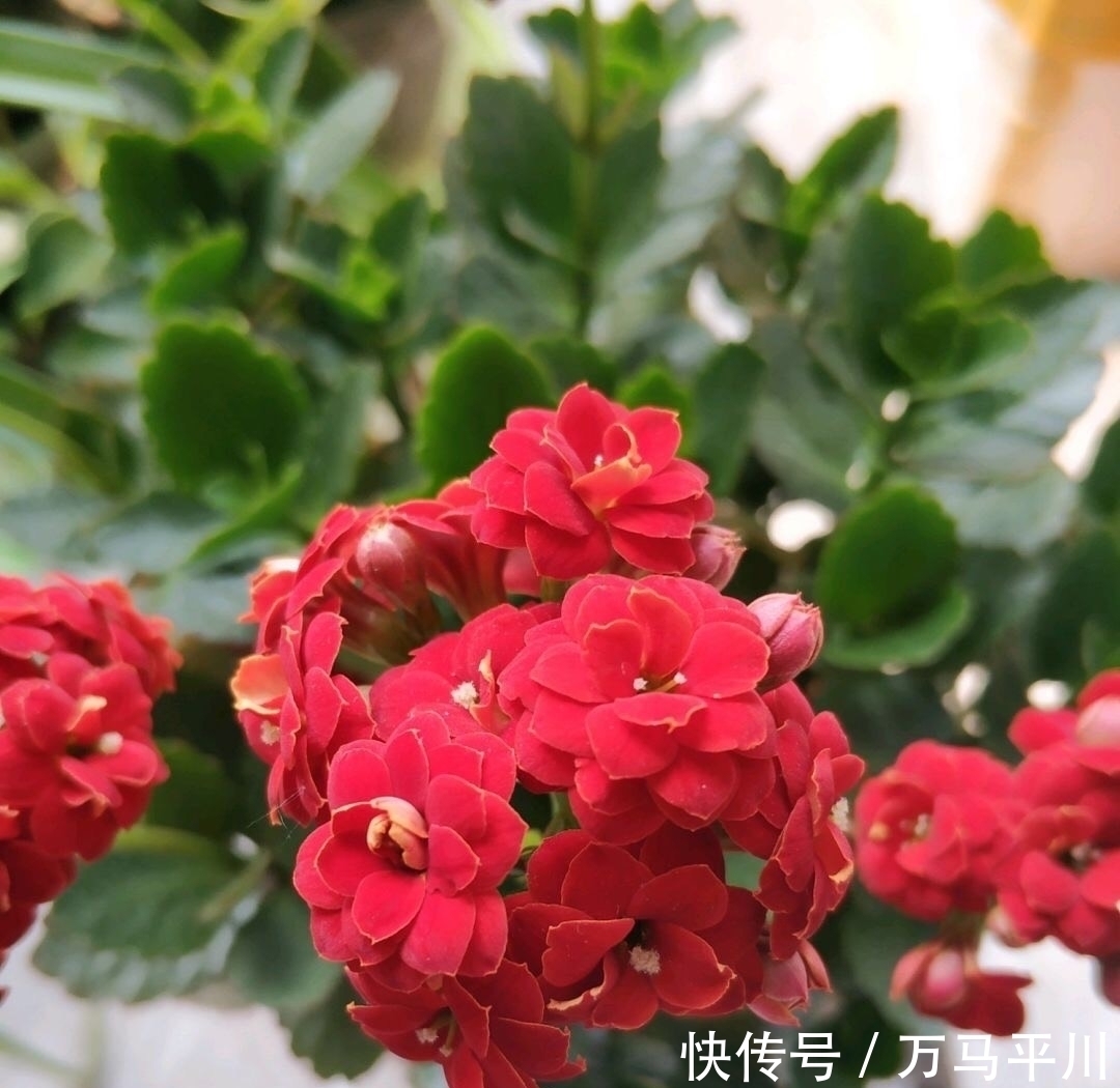 花苞|长寿花没花苞,用“两方法”,花苞越来越多,冬季“开爆花”