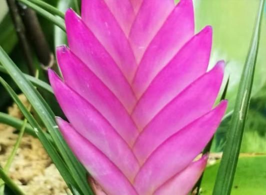 铁兰开花了,紫色花朵太新奇,老妈非说是塑料假花