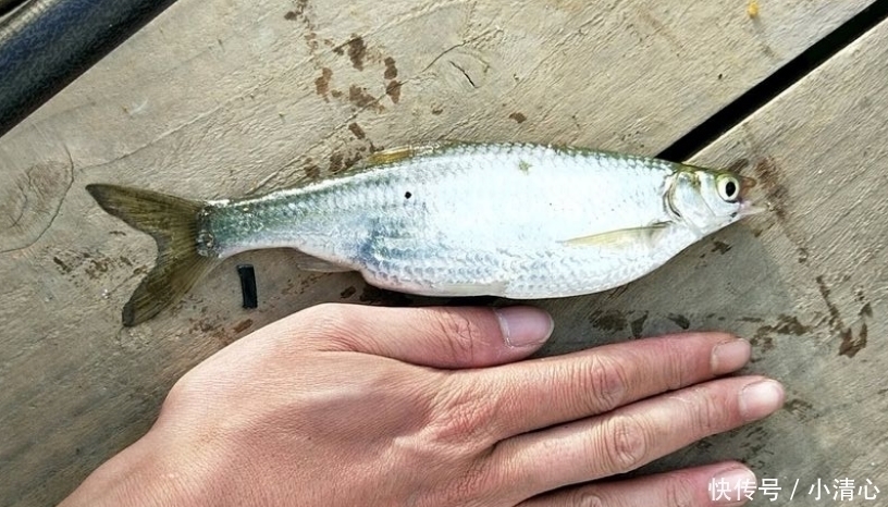 菜市场|这是淡水中最难吃的鱼，买一斤送两斤，常年在河道泛滥
