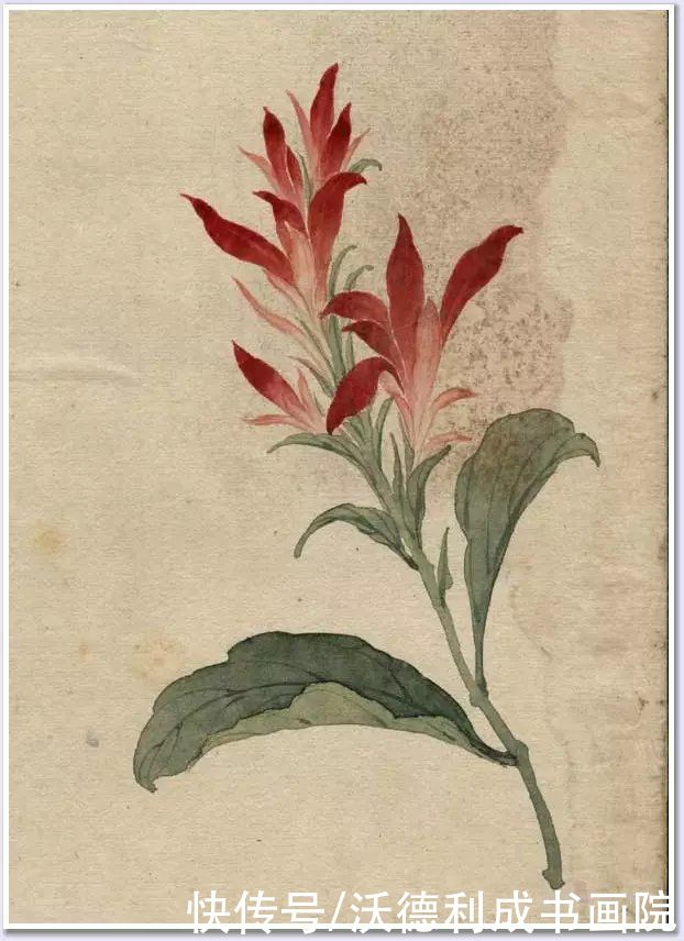 画菊|没骨百花图欣赏，美到骨子里