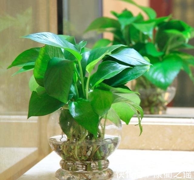 分株繁殖|农历十一月大雪过后,养什么花?家里养3种花,身体康健感谢有你