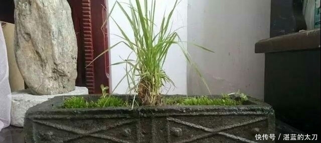 盆栽|爷爷动手掏了几个汉砖盆,古朴高雅,种上盆栽,朋友出多少都不卖