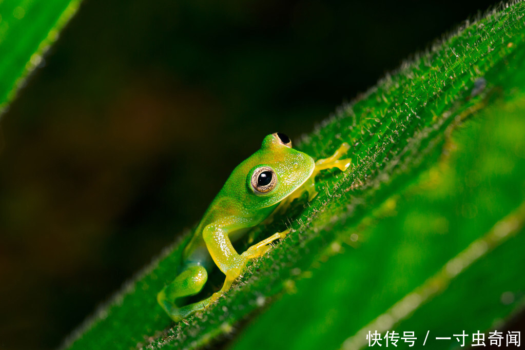  五脏六腑|精雕玉琢知汝心，五脏六腑能一览无余的玻璃蛙，却是动物界好父母