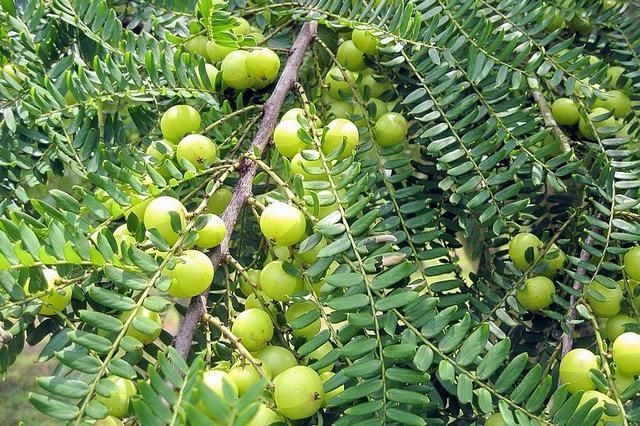 7月才成熟,果肉又酸又苦,乡下小孩看了嫌弃,城里卖9元一斤