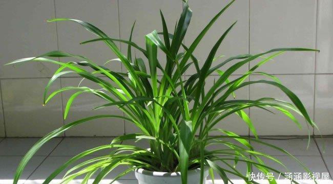 吊兰的最爱,没事喝喝“它”,个头蹿蹿,藤蔓到处爬!