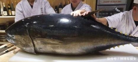 不到|世界上“最顶级”的海鲜,蓝鳍金枪鱼都不算啥,只有它有矿吃不到