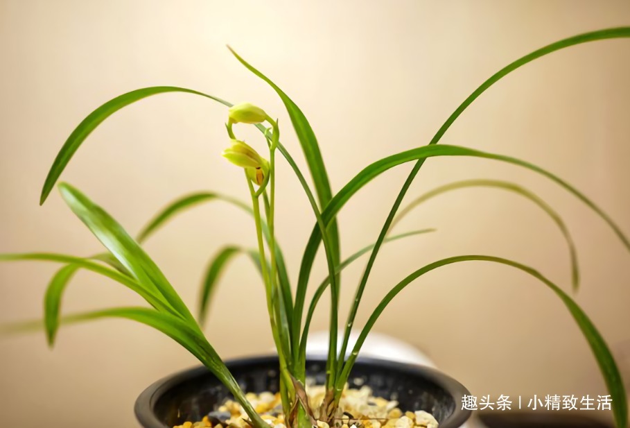 新手养兰，学会“3多3少”，兰花长得旺、常爆盆、开花多