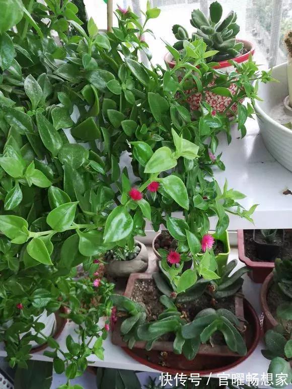 吊兰也能“开红花”,养一盆“嗖嗖”冒花苞,比绿萝漂亮!