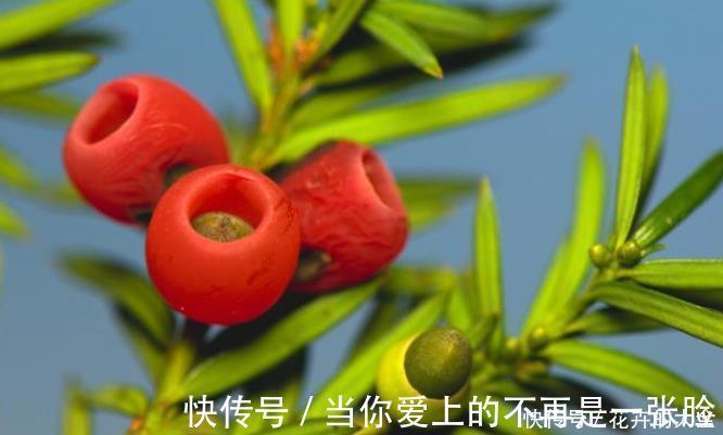 栀子花|不适合室内养的5种花草,入手要谨慎,没有露养条件白花钱