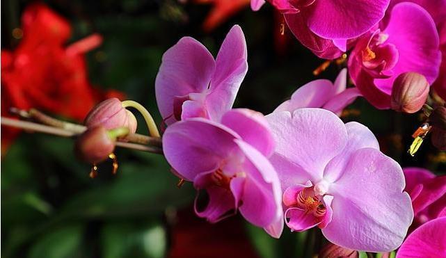 春节必买的5种花,每1种都很好看很喜庆,欢欢喜喜过大年