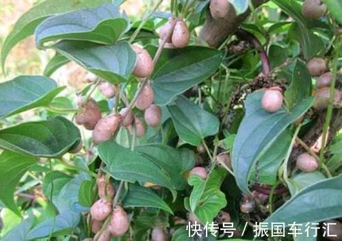 山药|一味中药,补脾、健脾、醒脾,脾好,命就好,脾虚,命就虚!