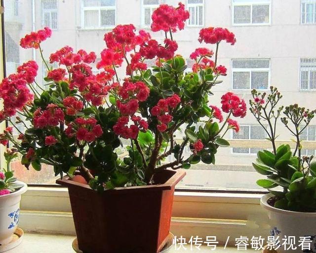 养分|家里的长寿花,用1种方法,让它尽快长成老桩,开花多又美