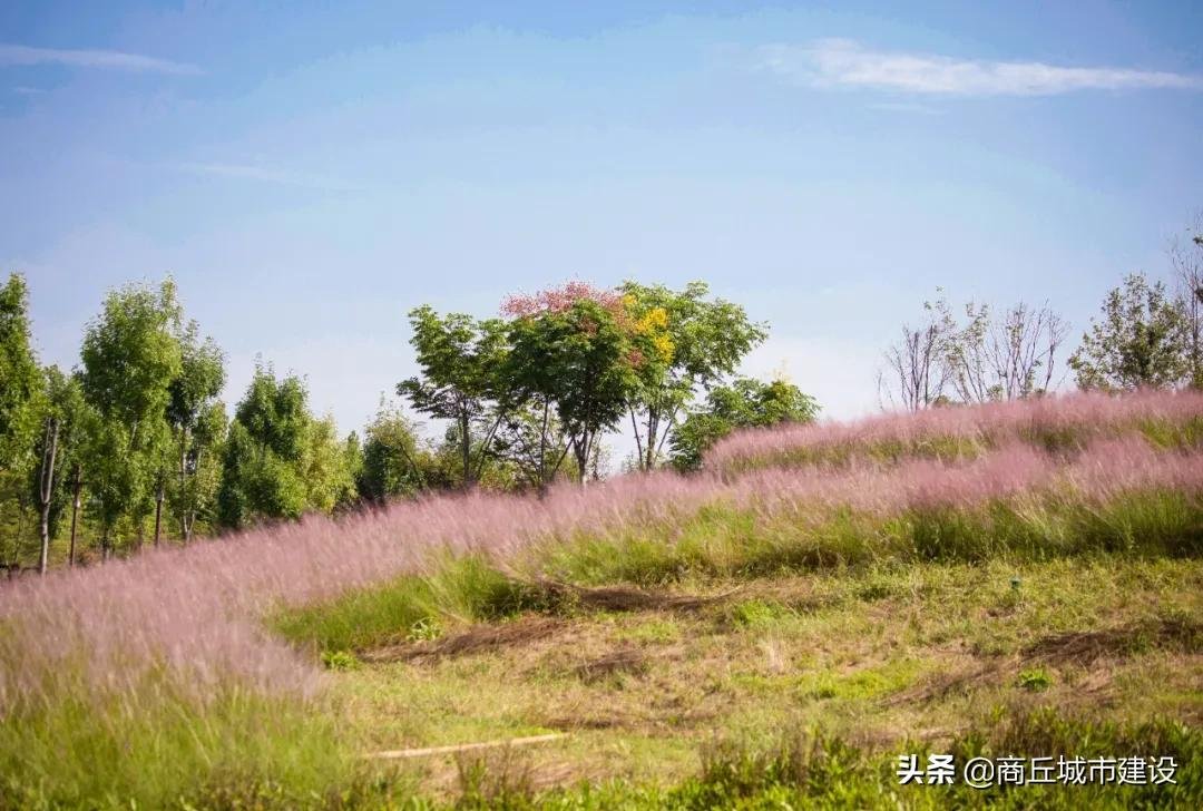 粉红色的回忆|太浪漫：商丘小伙，赶紧带你相中的那个她来打卡